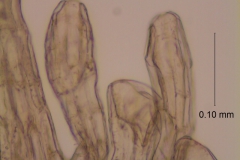 Cuscuta obtusiflora var. glandulosa, infrastaminal scales