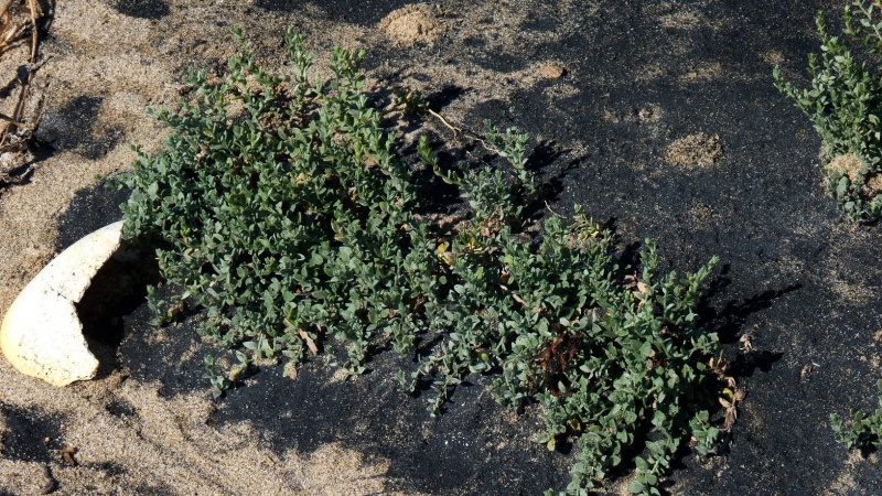 Cressa truxillensis; Photo credit: JesÃºs SÃ¡nchez-Escalante