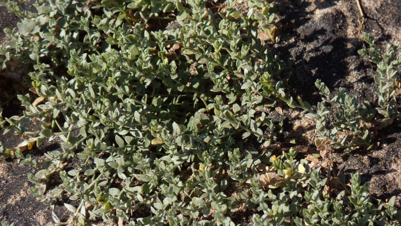Cressa truxillensis; Photo credit: JesÃºs SÃ¡nchez-Escalante