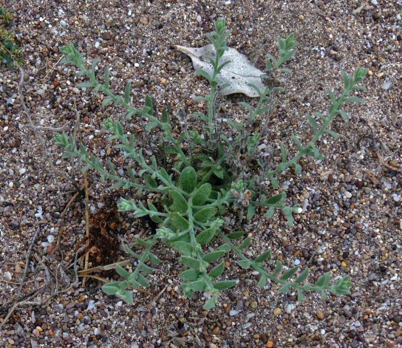Cressa truxillensis; Photo credit: JesÃºs SÃ¡nchez-Escalante