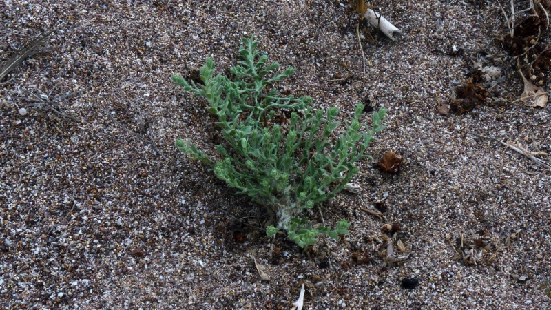 Cressa truxillensis; Photo credit: JesÃºs SÃ¡nchez-Escalante