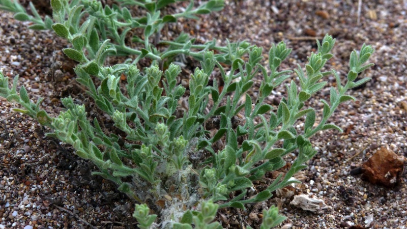 Cressa truxillensis; Photo credit: JesÃºs SÃ¡nchez-Escalante