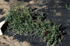 Cressa truxillensis; Photo credit: JesÃºs SÃ¡nchez-Escalante