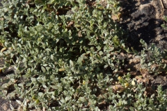 Cressa truxillensis; Photo credit: JesÃºs SÃ¡nchez-Escalante