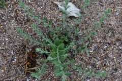 Cressa truxillensis; Photo credit: JesÃºs SÃ¡nchez-Escalante