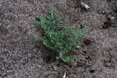 Cressa truxillensis; Photo credit: JesÃºs SÃ¡nchez-Escalante