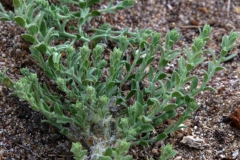 Cressa truxillensis; Photo credit: JesÃºs SÃ¡nchez-Escalante