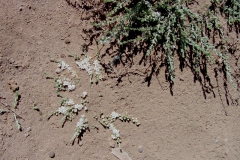 Cressa truxillensis; Photo credit: Richard Felger
