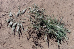 Cressa truxillensis; Photo credit: Richard Felger
