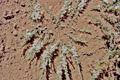 Cressa truxillensis; Photo credit: Richard Felger
