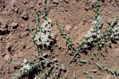Cressa truxillensis; Photo credit: Richard Felger