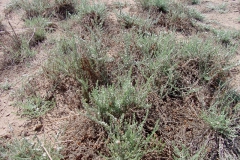 Cressa truxillensis; Photo credit: Richard Felger