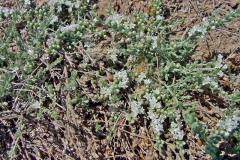 Cressa truxillensis; Photo credit: Richard Felger