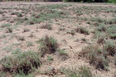 Cressa truxillensis; Photo credit: Richard Felger