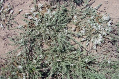 Cressa truxillensis; Photo credit: Richard Felger