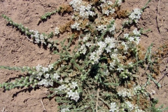 Cressa truxillensis; Photo credit: Richard Felger