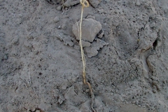 Cressa truxillensis; Photo credit: Richard Felger
