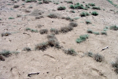 Cressa truxillensis; Photo credit: Richard Felger