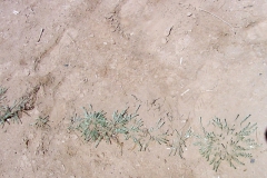 Cressa truxillensis; Photo credit: Richard Felger