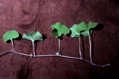 Dichondra brachypoda; Photo credit: Daniel Austin
