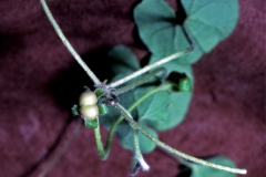 Dichondra brachypoda; Photo credit: Daniel Austin