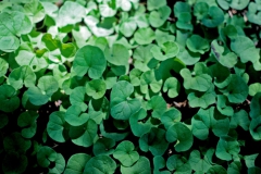 Dichondra brachypoda; Photo credit: Daniel Austin