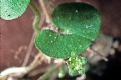 Dichondra sericea; Photo credit: Daniel Austin