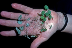 Dichondra sericea; Photo credit: Daniel Austin