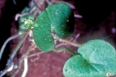 Dichondra sericea; Photo credit: Daniel Austin