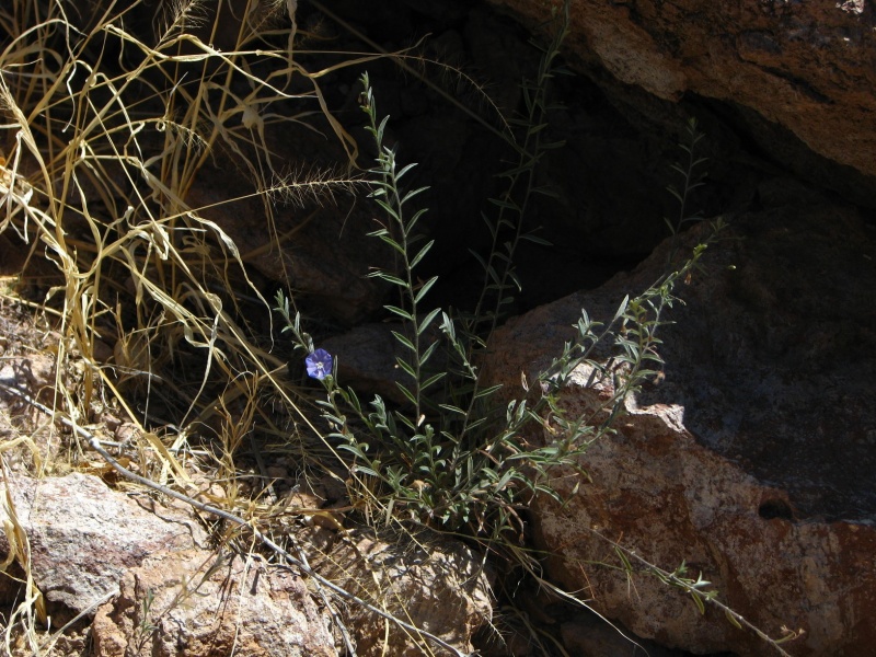 Evolvulus alsinoides; Photo credit: JesÃºs SÃ¡nchez-Escalante.