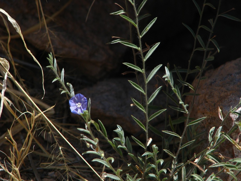Evolvulus alsinoides; Photo credit: JesÃºs SÃ¡nchez-Escalante.