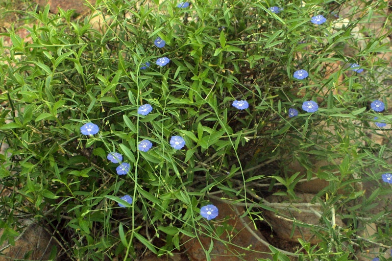 Evolvulus alsinoides; Photo credit: JesÃºs SÃ¡nchez-Escalante.