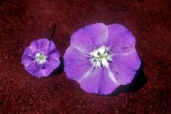 Flower comparison of Evolvulus alsinoides (right) & E. arizonicus (left) (Photo: D. Austin