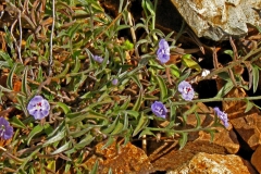 Evolvulus alsinoides; Photo credit: Daniel Austin