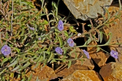 Evolvulus alsinoides; Photo credit: Daniel Austin