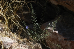 Evolvulus alsinoides; Photo credit: JesÃºs SÃ¡nchez-Escalante.
