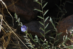 Evolvulus alsinoides; Photo credit: JesÃºs SÃ¡nchez-Escalante.