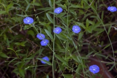 Evolvulus alsinoides; Photo credit: JesÃºs SÃ¡nchez-Escalante.
