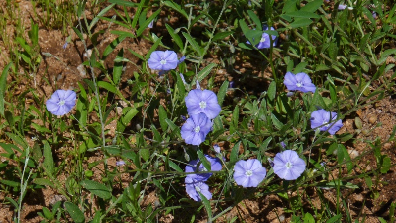 Evolvulus arizonicus; Photo credit: JesÃºs SÃ¡nchez-Escalante (1)