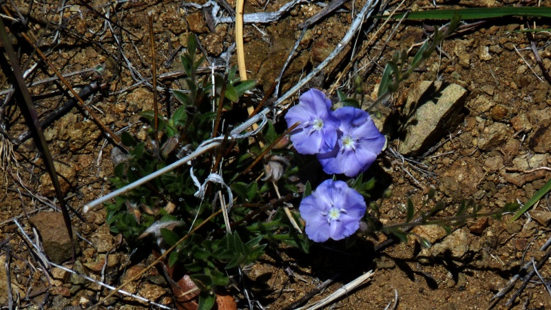 Evolvulus arizonicus; Photo credit: JesÃºs SÃ¡nchez-Escalante (4)