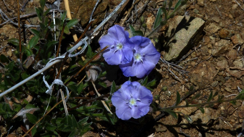 Evolvulus arizonicus; Photo credit: JesÃºs SÃ¡nchez-Escalante (4)