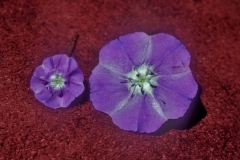 Flower comparison of Evolvulus alsinoides (left) & E. arizonicus (right) (Photo: D. Austin)