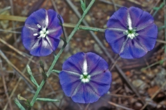 Evolvulus arizonicus; Photo credit: Daniel Austin