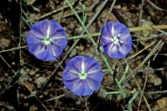 Evolvulus arizonicus; Photo credit: Daniel Austin