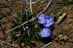 Evolvulus arizonicus; Photo credit: JesÃºs SÃ¡nchez-Escalante (4)