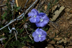 Evolvulus arizonicus; Photo credit: JesÃºs SÃ¡nchez-Escalante (4)