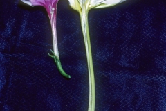 Ipomoea alba vs. I. muricata; Photo Credit: Daniel Austin