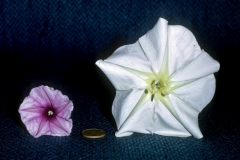 Ipomoea alba vs. I. muricata; Photo Credit: Daniel Austin