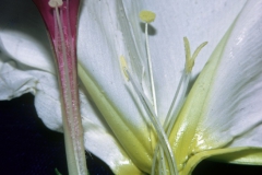 Ipomoea alba vs. I. muricata; Photo Credit: Daniel Austin