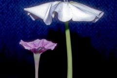 Ipomoea alba vs. I. muricata; Photo Credit: Daniel Austin